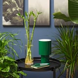 DRACAENA Plant, Lucky bamboo, 18 "