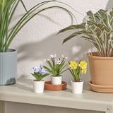 FEJKA Artifi potted plant w pot, set of 3, indoor/outdoor flower, 2 ¼ "