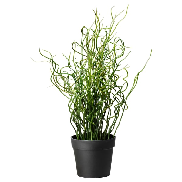 FEJKA Artificial potted plant, Corkscrew Rush, 4" (10 cm) IKEA CA