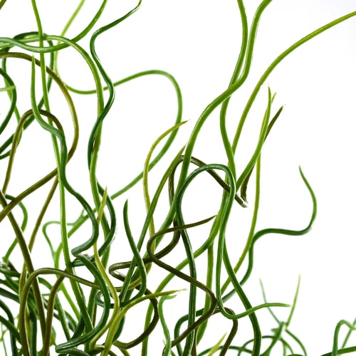 FEJKA Artificial potted plant, Corkscrew Rush, 4" (10 cm) IKEA CA