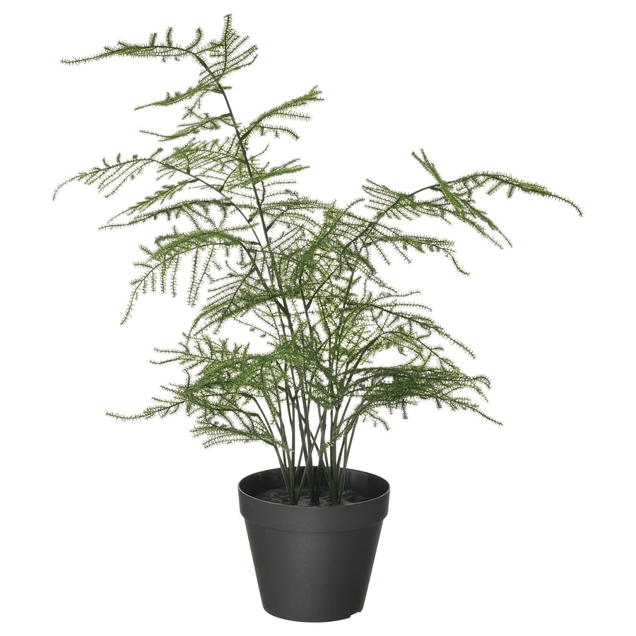 FEJKA Artificial potted plant, indoor/outdoor Asparagus, 4 ¾" (12 cm