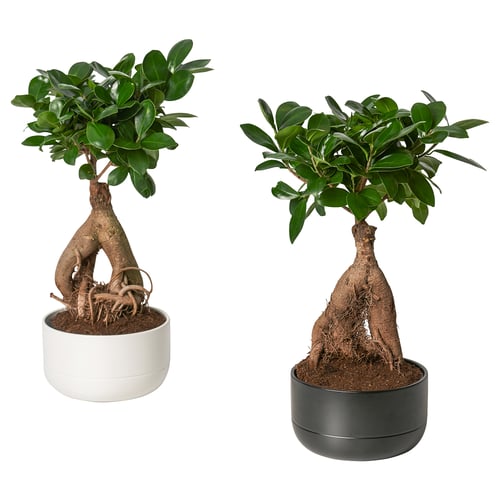 Two potted FICUS plants, one white, one black, dense green foliage.