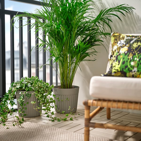 FRÄKENVÄXT Plant pot, indoor/outdoor/dark gray-beige, 9 ½ "