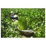 FRIDFULL Plant pot, water hyacinth, 4 ¾ "