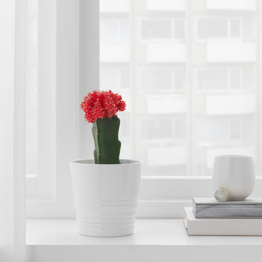 GYMNOCALYCIUM potted plant, grafted cactus, 10 cm (4") IKEA CA