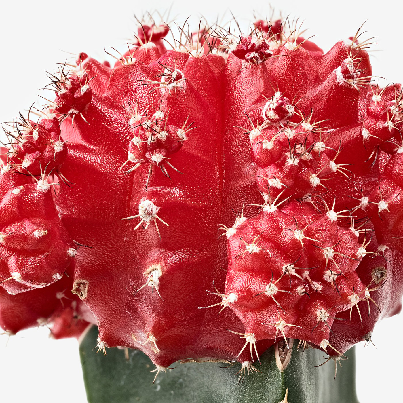 GYMNOCALYCIUM potted plant, grafted cactus, 10 cm (4