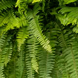 NEPHROLEPIS Potted plant, Boston fern