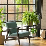 NEPHROLEPIS Potted plant, Boston fern