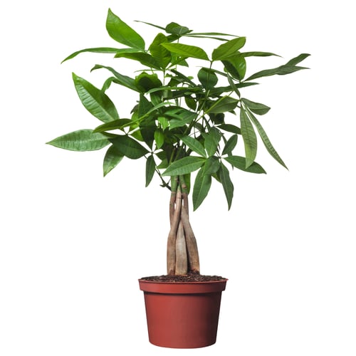 Red potted pachira, green leaves.