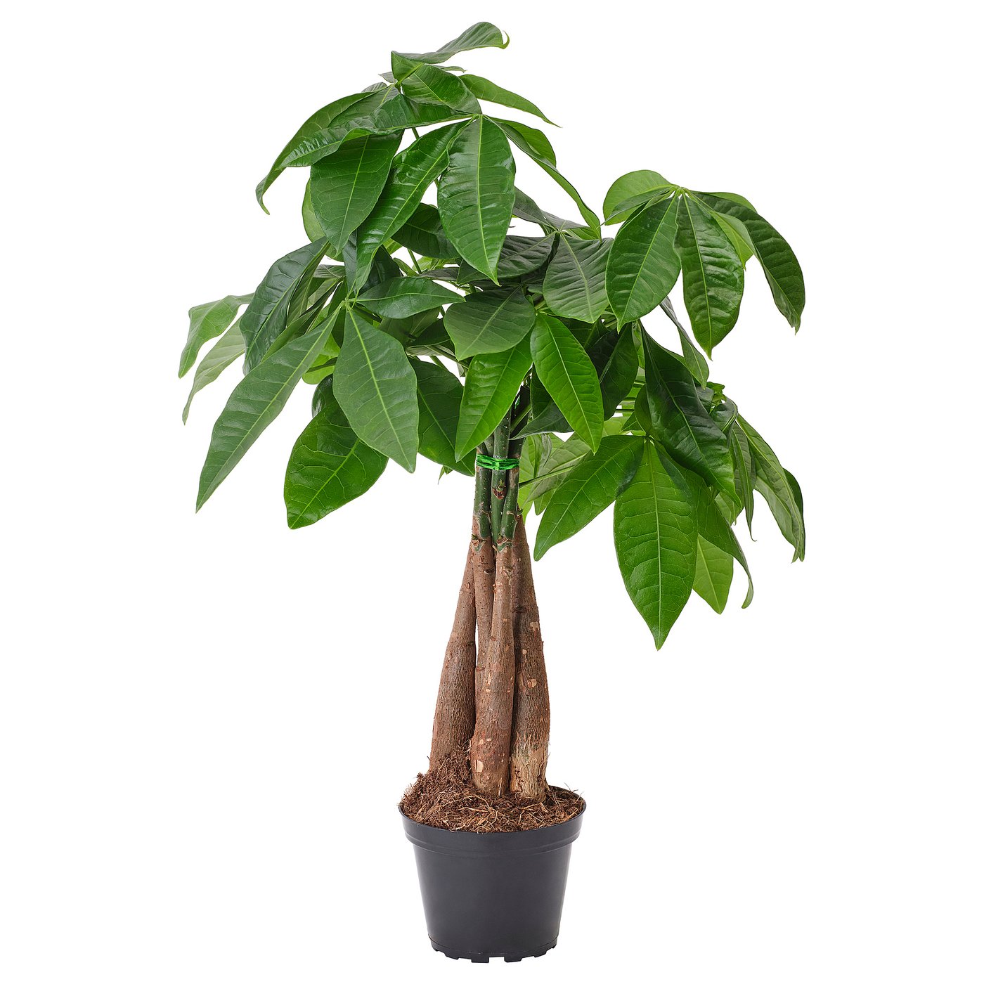 Green PACHIRA AQUATICA plant with five stems, broad leaves, potted in black, well-lit, healthy.