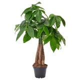 PACHIRA AQUATICA Potted plant, Guinea chestnut, 5 "