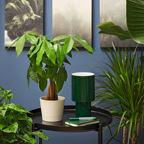 PACHIRA AQUATICA Potted plant, Guinea chestnut, 5 "