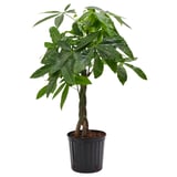 PACHIRA AQUATICA Potted plant, Guinea chestnut, 10 "
