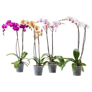 Four potted orchids in plastic pots, vibrant and blooming, arranged in a row.