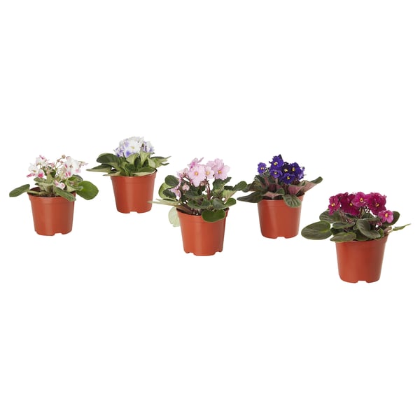 SAINTPAULIA Potted plant, African violet, 4 "