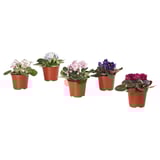 SAINTPAULIA Potted plant, African violet, 4 "