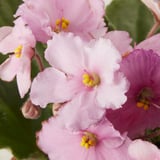 SAINTPAULIA Potted plant, African violet, 4 "