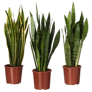 Three potted snake plants against white background.