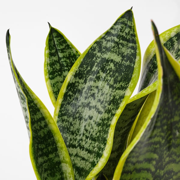 SANSEVIERIA TRIFASCIATA Potted plant, Mother-in-law's tongue, 6 "