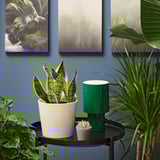 SANSEVIERIA TRIFASCIATA Potted plant, Mother-in-law's tongue, 6 "