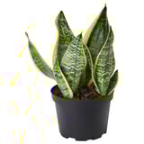 SANSEVIERIA TRIFASCIATA Potted plant, Mother-in-law's tongue, 6 "