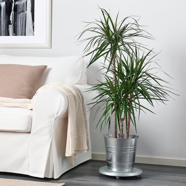 Socker Plant Pot Galvanized Indoor Outdoor Galvanized Ikea Canada Ikea