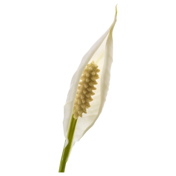 White peace lily flower with green stem.