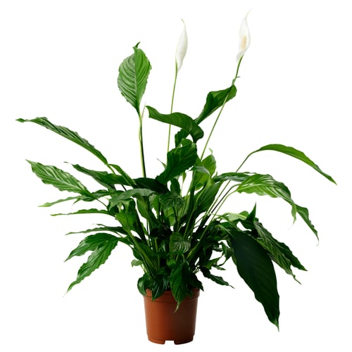 Spathiphyllum Potted Plant Peace Lily 6 15 Cm Ikea