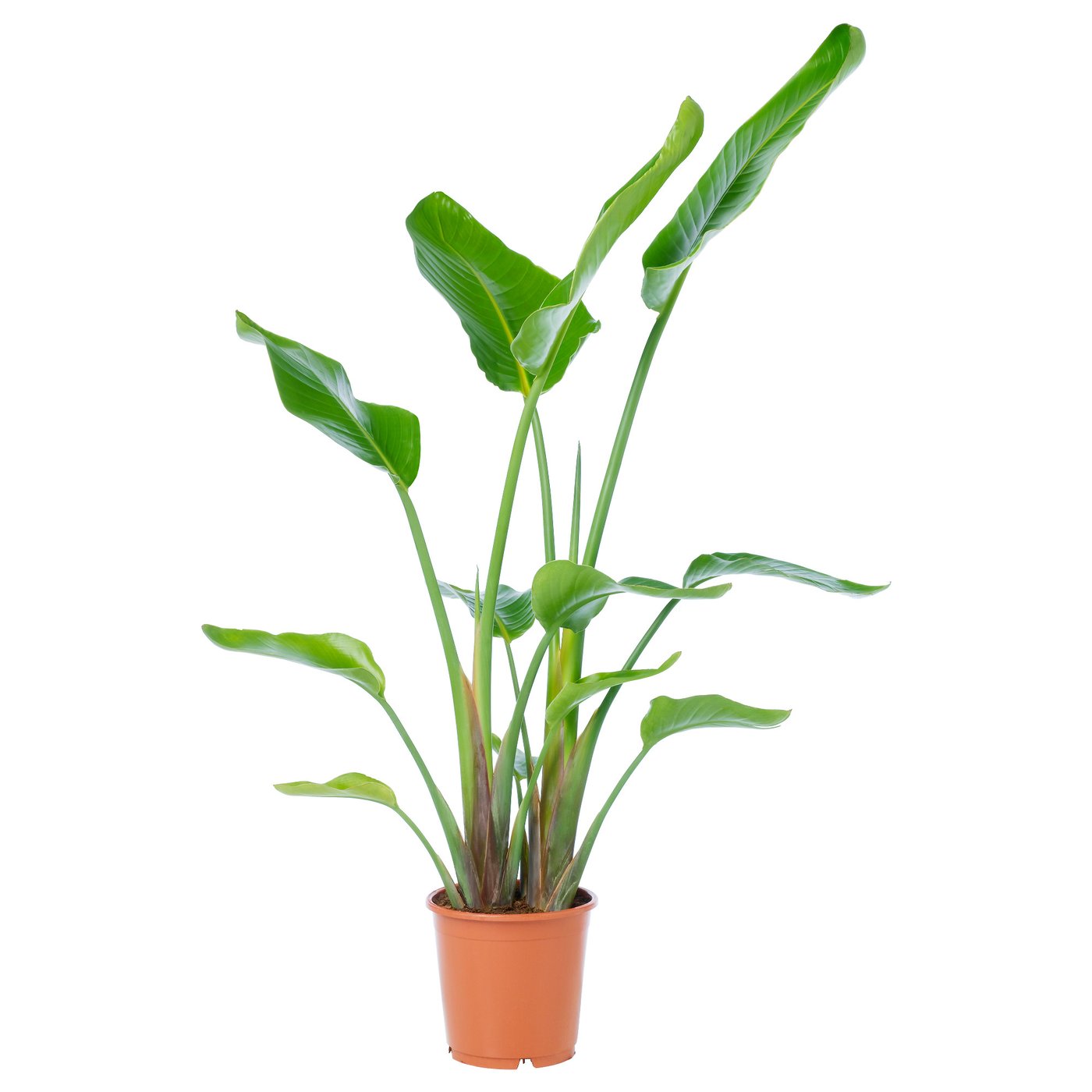 Potted STRELITZIA, green leaves, easy care