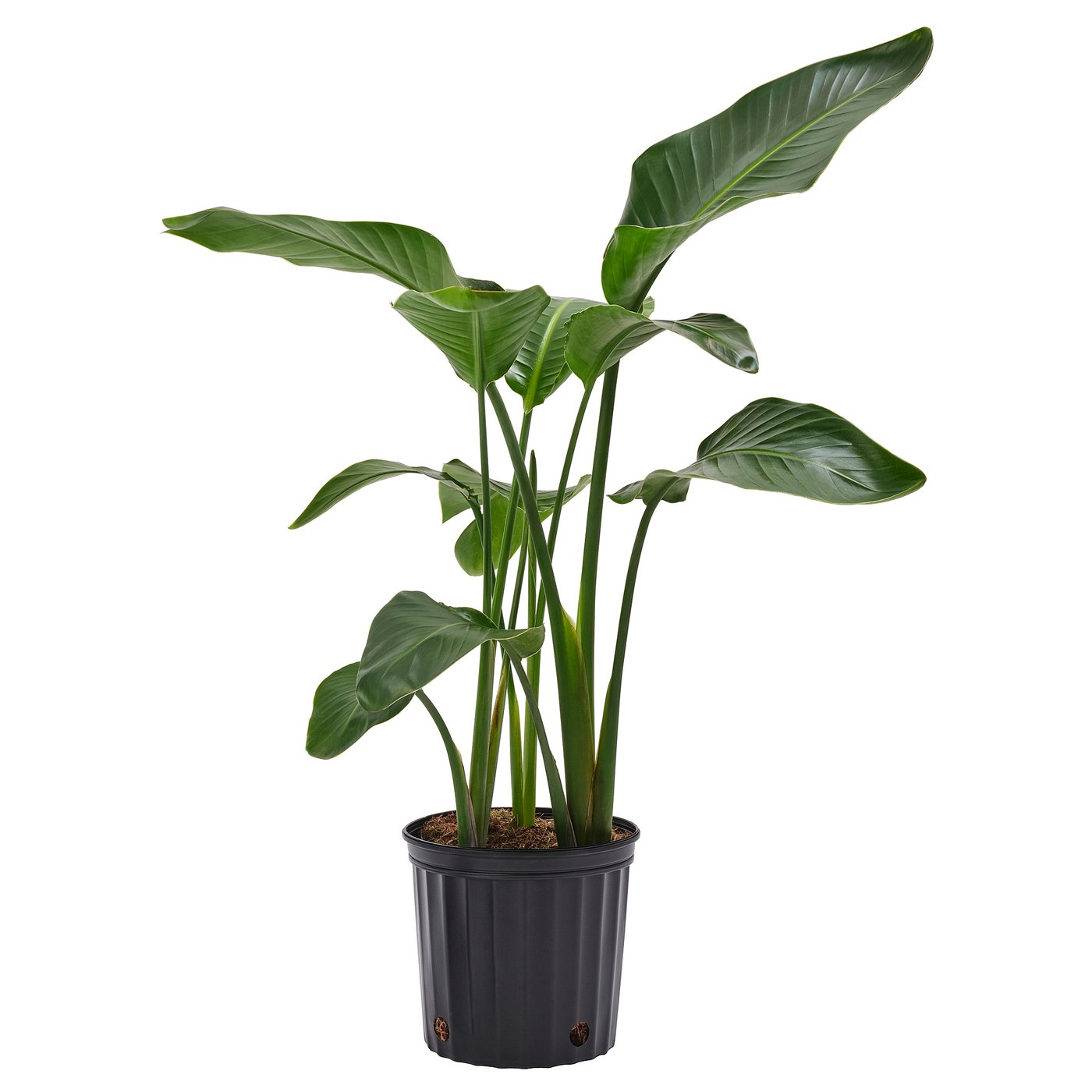 STRELITZIA potted plant, white bird of paradise, 23.5 cm (9