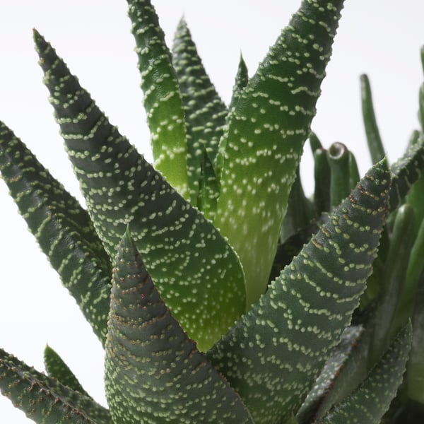 SUCCULENT Plant with pot, arrangement/assorted species plants, 5 "