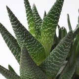SUCCULENT Plant with pot, arrangement/assorted species plants, 5 "