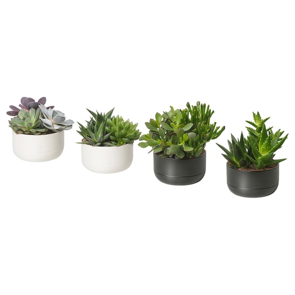 Four SUCCULENTs in white, grey, black, green pots side by side.