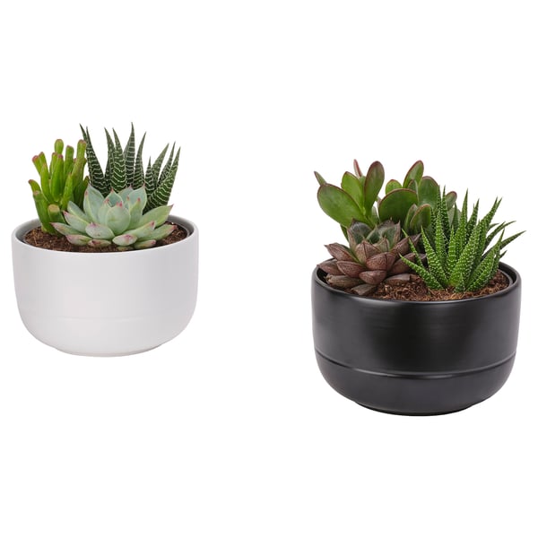 SUCCULENT Plant with pot, arrangement/assorted species plants, 5 "