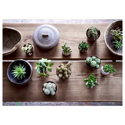 This image shows various SUCCULENTs in pots on wooden shelves, showcasing green plants in different shaped and designed plastic pots.