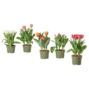 Five potted tulips of white, pink, orange, red, and peach colours in green plastic pots, arranged in a row.