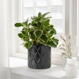 VINDFLÄKT Vase, black, 4 "