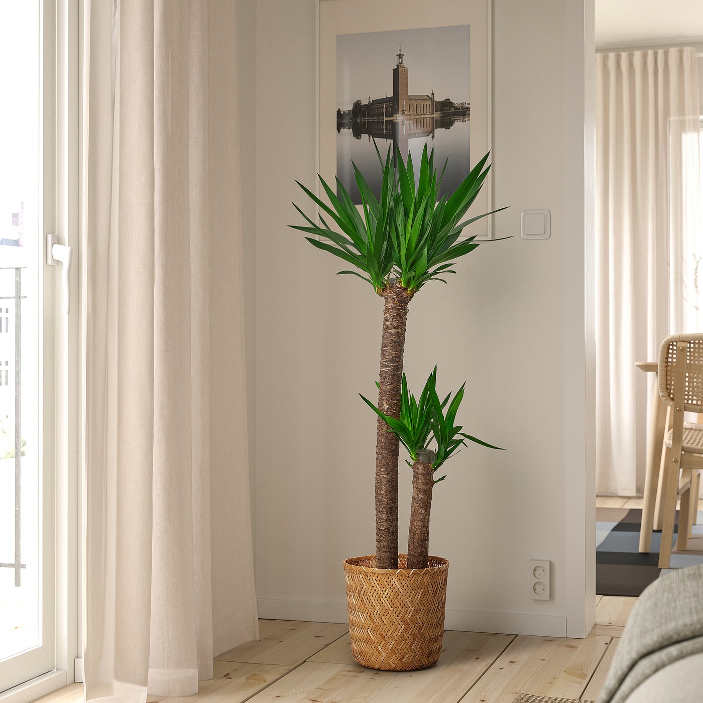 YUCCA ELEPHANTIPES potted plant, Spineless yucca/2-stem, 24