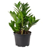 ZAMIOCULCAS Potted plant, Aroid palm, 6 "