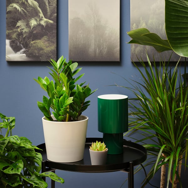 ZAMIOCULCAS Potted plant, Aroid palm, 6 "