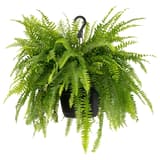 Hanging & climbing plants