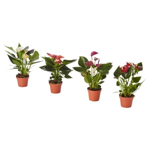 ANTHURIUM Plante en pot, Anthurium couleurs variées, 4 "