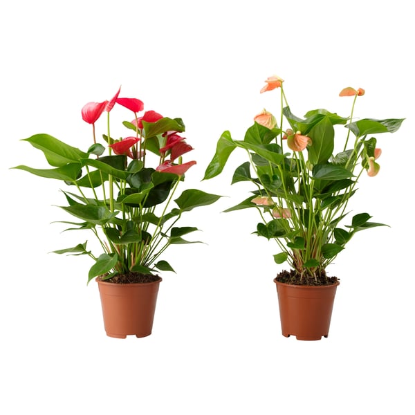 ANTHURIUM Plante en pot, Anthurium couleurs variées ...