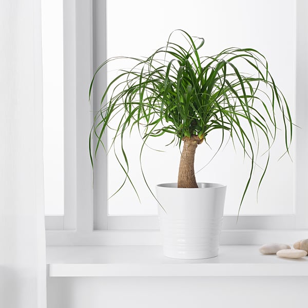 BEAUCARNEA RECURVATA Plante en pot, Beaucarnea, 6 "