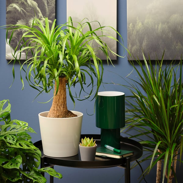 BEAUCARNEA RECURVATA Plante en pot, Beaucarnea, 6 "