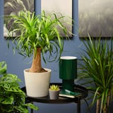 BEAUCARNEA RECURVATA Plante en pot, Beaucarnea, 6 "