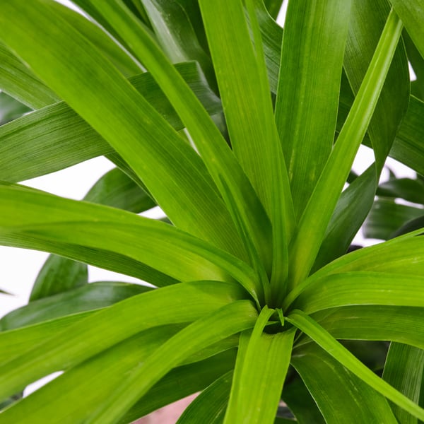 BEAUCARNEA RECURVATA Plante en pot, Beaucarnea, 6 "