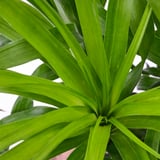 BEAUCARNEA RECURVATA Plante en pot, Beaucarnea, 6 "