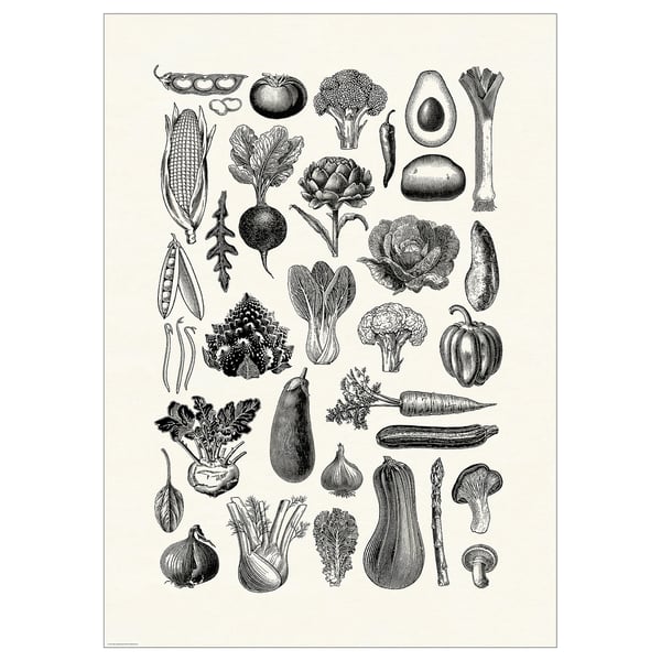 BILD Affiche, légumes divers, 19 ¾x27 ½ "