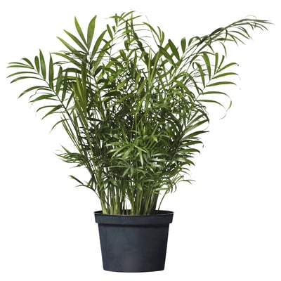 CHAMAEDOREA ELEGANS Plante en pot, Palmier nain, 6 "
